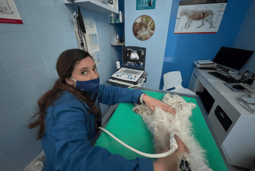 Servicio Ecografía y Ecocardiografía Centro Veterinario Moralzarzal