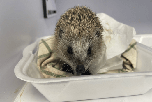 Servicio Animales Exóticos Centro Veterinario Moralzarzal