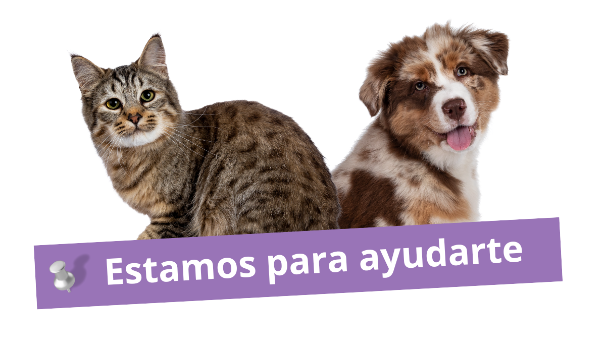 FUENTE DEL MORAL WEB EQUIPO HOME